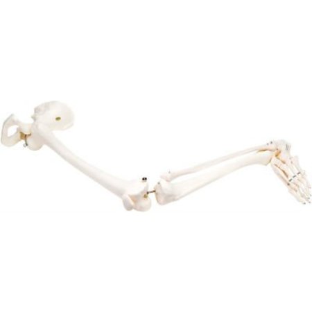 FABRICATION ENTERPRISES 3B® Anatomical Model - Loose Bones, Leg Skeleton with Hip, Left 12-4587L